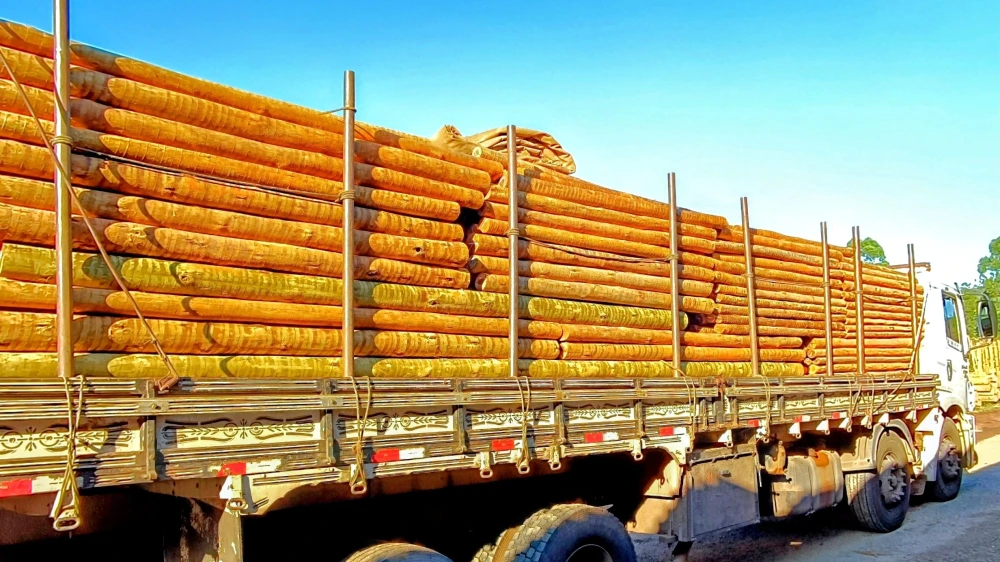 Eucalipto Tratado No Brasil - Madeira Tratada de Alta Qualidade