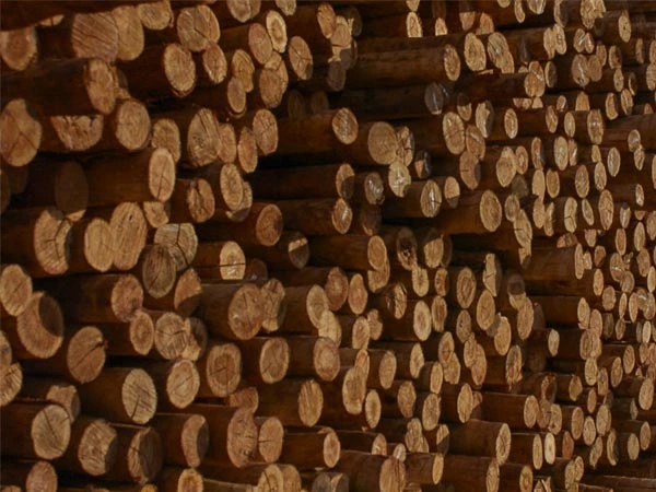 Quais São As Dúvidas Mais Frequentes Sobre Madeira Tratada?