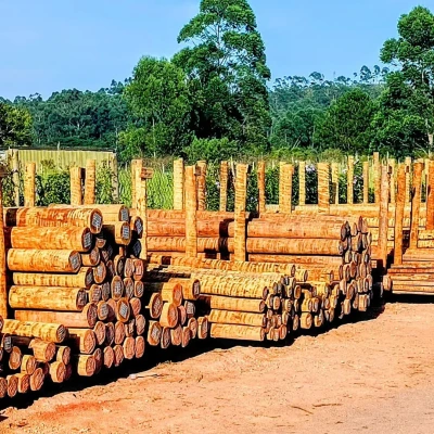 Mourão de Eucalipto Tratado 12-14cm com 5,00m de comprimento