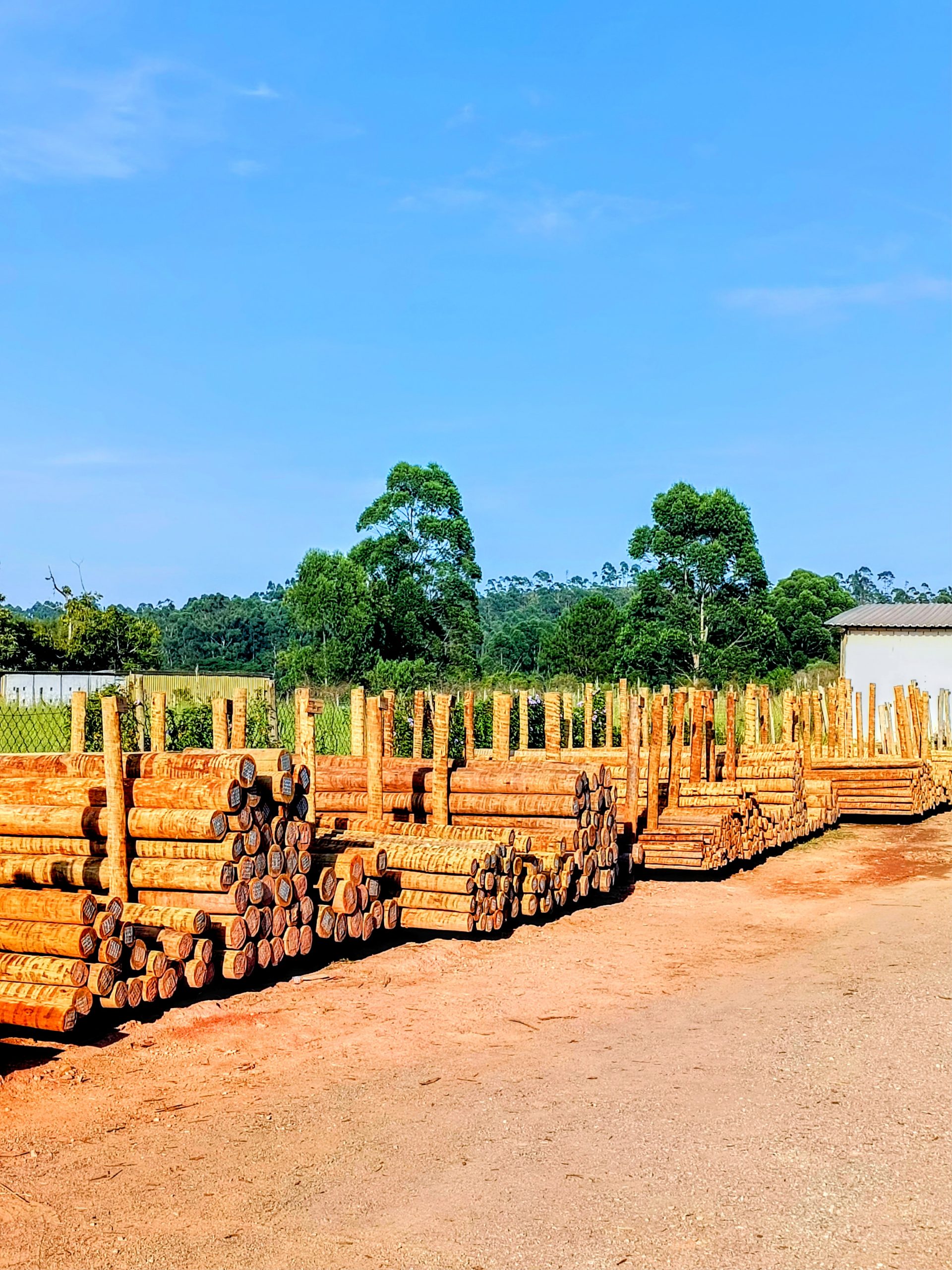 Estoque de eucalipto tratado em autoclave para construção civil em São Paulo