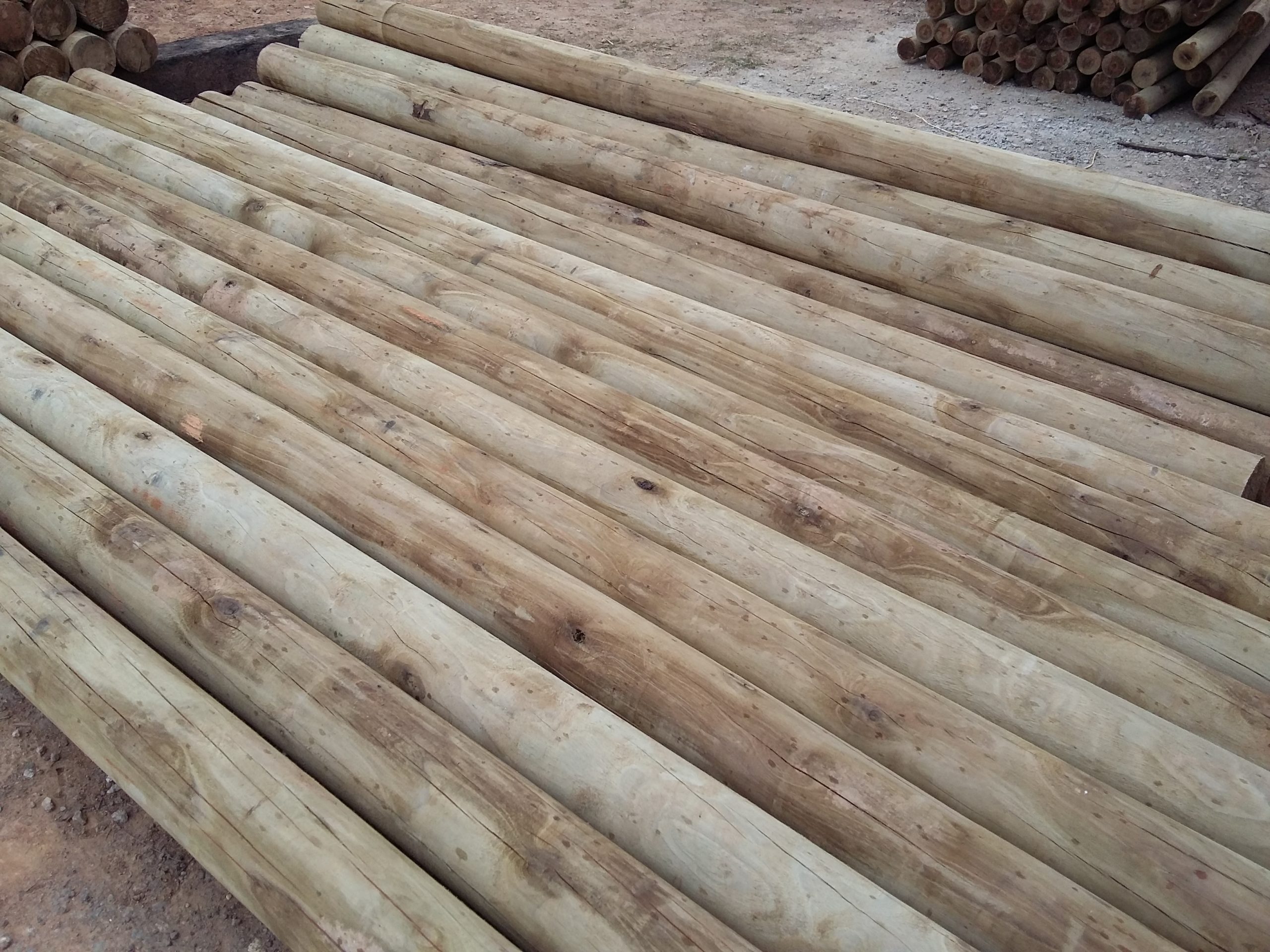 Lote de toras de eucalipto selecionadas por espécie e diâmetro