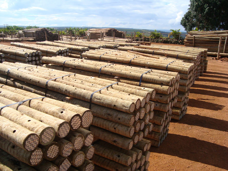 Eucalipto Tratado - Armazém do Eucalipto