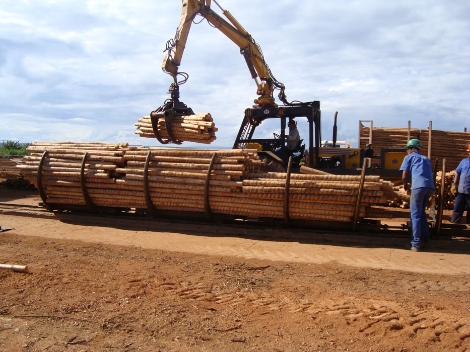 Eucalipto Tratado - Armazém do Eucalipto