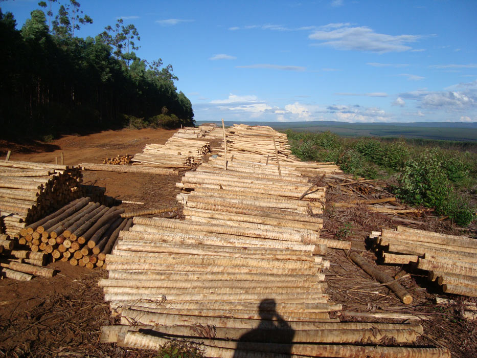 Eucalipto Tratado - Armazém do Eucalipto