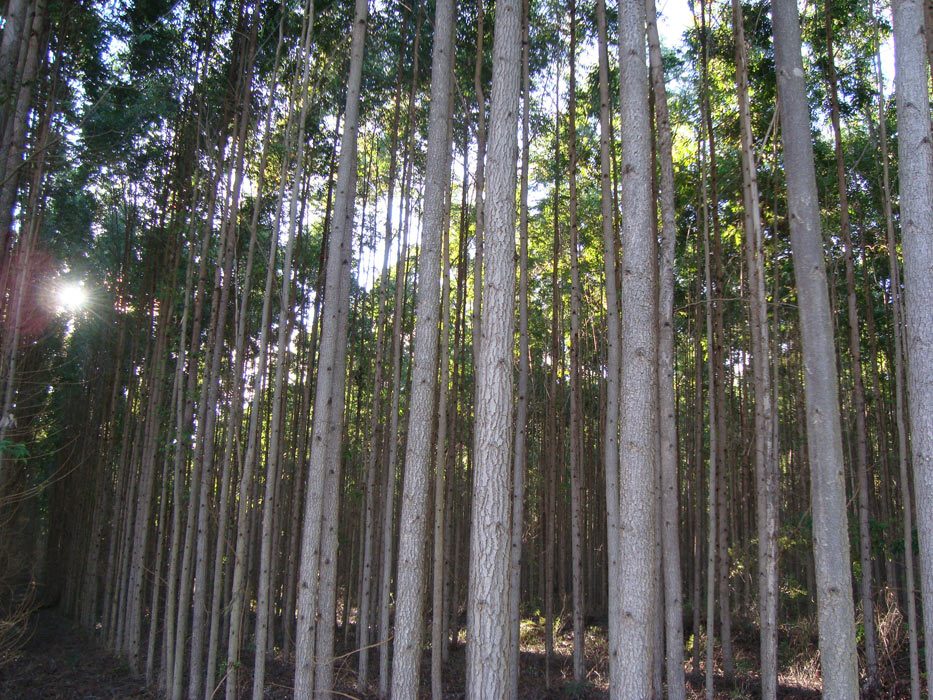 Eucalipto Tratado - Armazém do Eucalipto