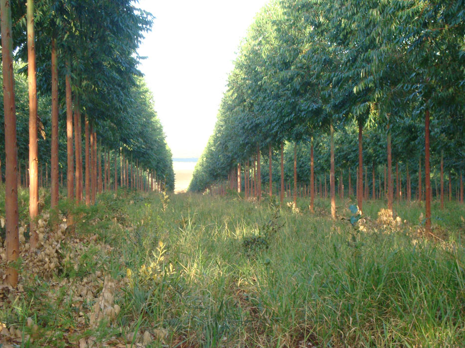 Eucalipto Tratado - Armazém do Eucalipto