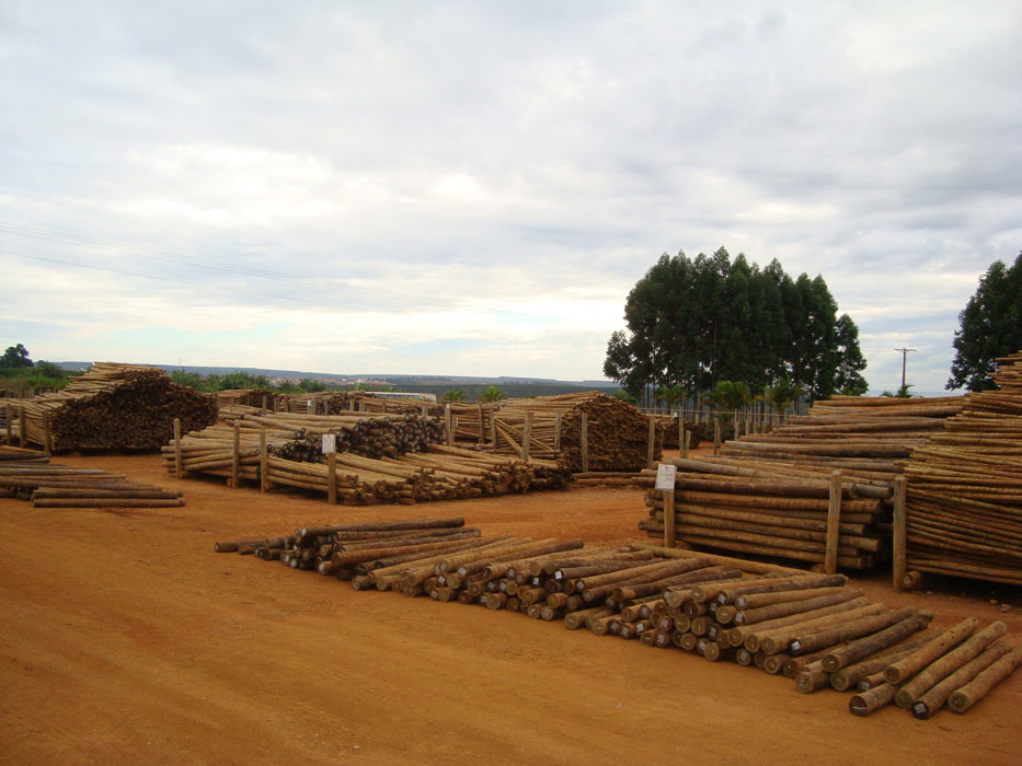 Eucalipto Tratado - Armazém do Eucalipto