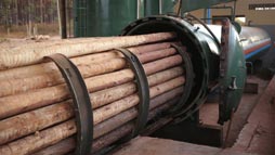 Entrada de toras de eucalipto selecionadas no cilindro de autoclave