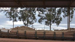 Preparação de toras de eucalipto antes da entrada no cilindro de autoclave